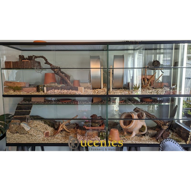 Dubbel Gerbil Terrarium 120x50x50 cm