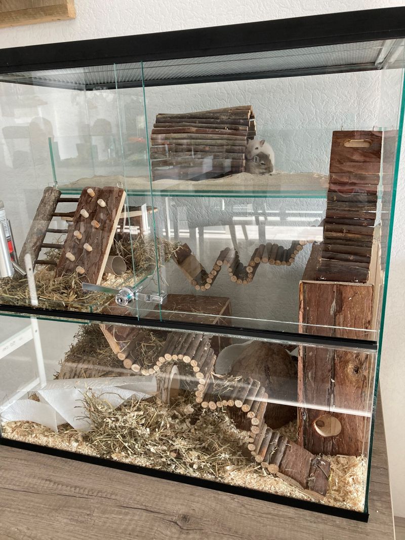 Glazen terrarium voor Gerbils - 60x40x60 cm