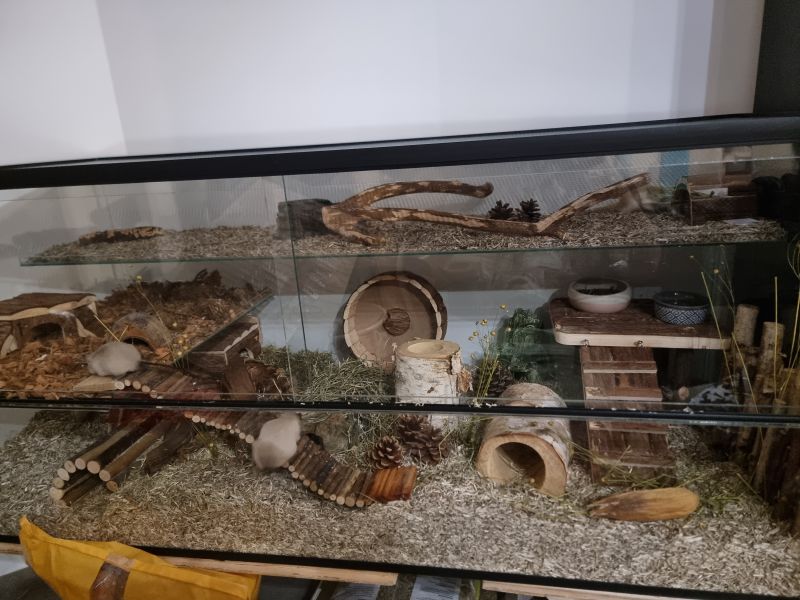 Gerbilarium met glazen plateaus – Ruime en natuurlijke inrichting